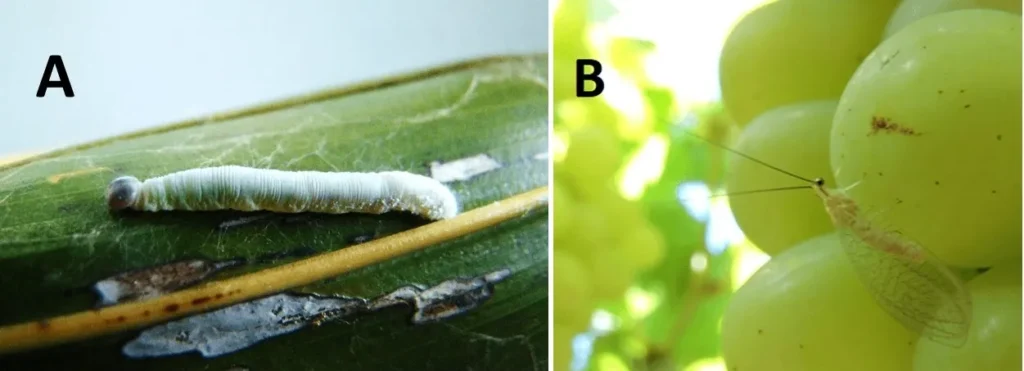controle biológico de pragas com Beauveria bassiana e Ceraeochysa sp.