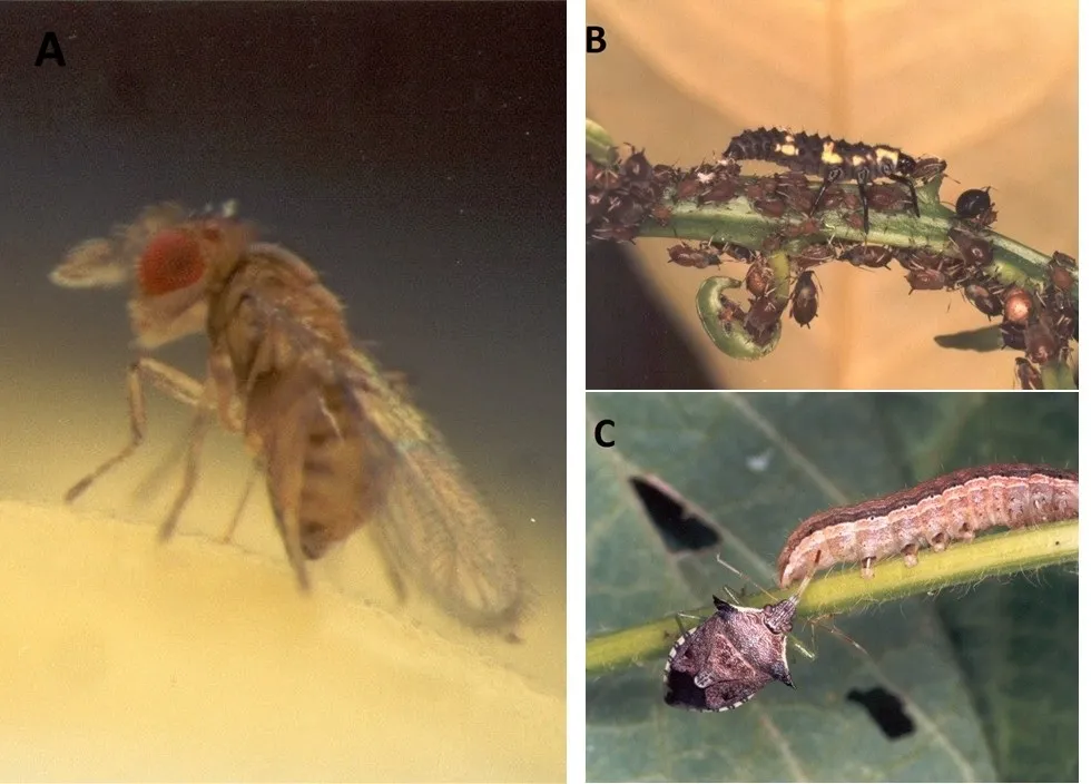 insetos predadores e parasitoides de pragas