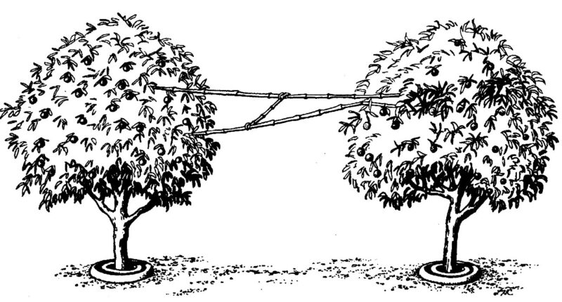 modelo de pontes formigas predadoras