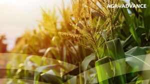 Leia mais sobre o artigo Tendências na produção de grãos no Corn Belt norte americano