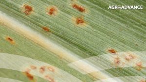 Leia mais sobre o artigo 3 principais ferrugens do milho: Ferrugem polysora, ferrugem tropical e ferrugem comum do milho