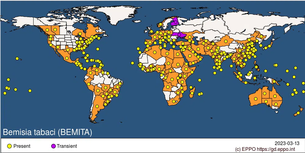 Distribuição geográfica de B. tabaci, atualizado em 19/01/2023 pela Organização Europeia de Proteção às Plantas (EPPO). Fonte: EPPO, 2023.  