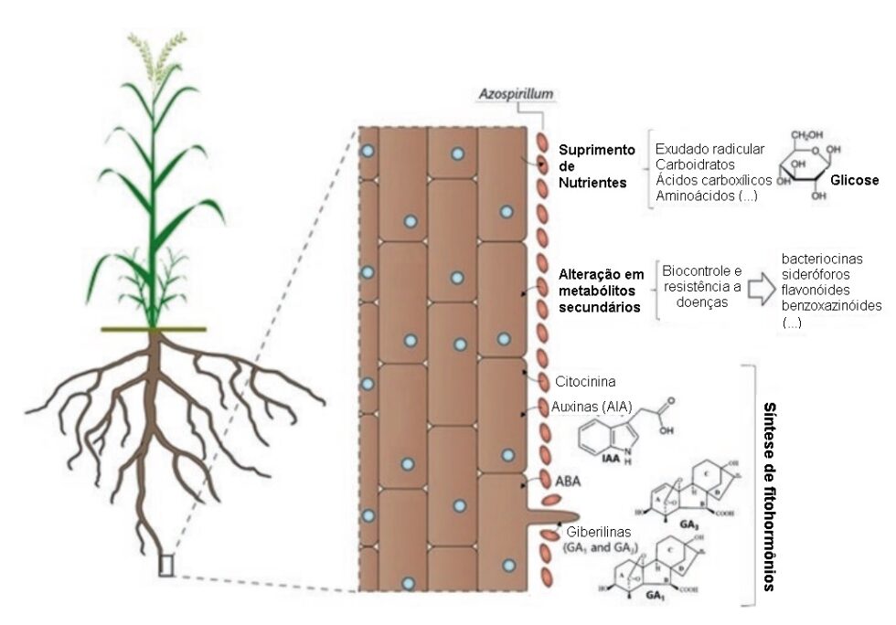 Azospirillum Roots Uso de Azospirillum brasilense em milho e cana-de-açúcar