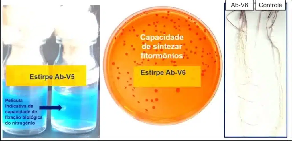 Estirpes Ab-V5 e Ab-V6 de Azospirillum brasilense