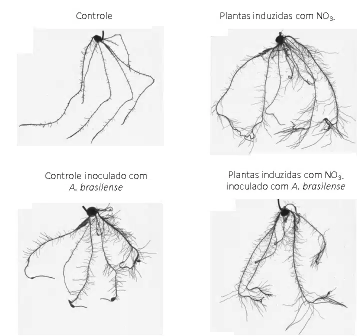 Arquitetura radicular de plantas de milho com ou sem indução de nitrato e com ou sem inoculação com Azospirillum brasilense