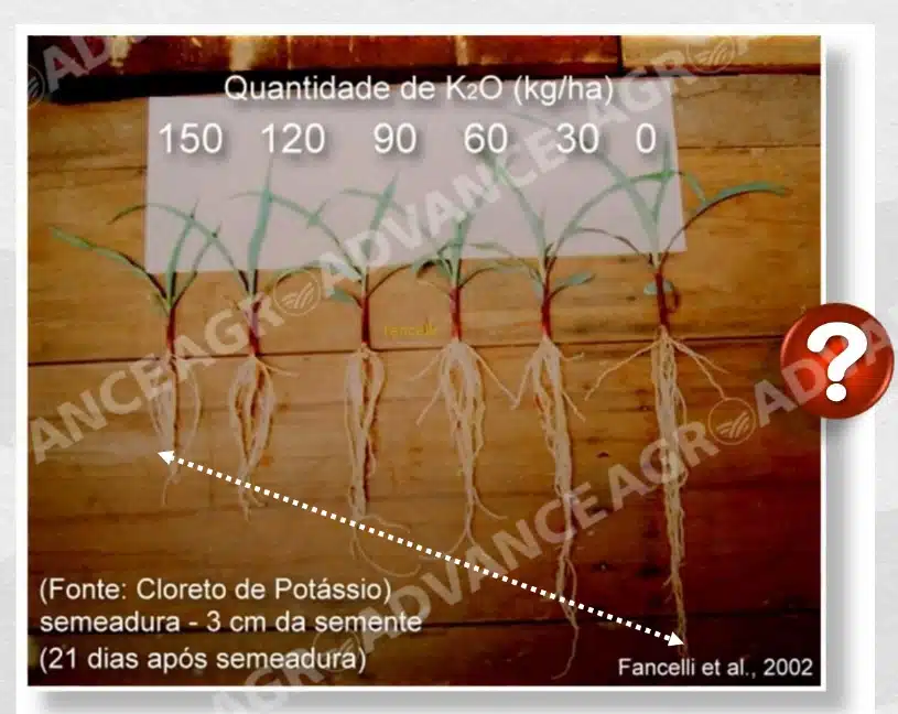 Efeito salino do KCl
aplicação de cloreto de potássio a lanço em pré-semeadura