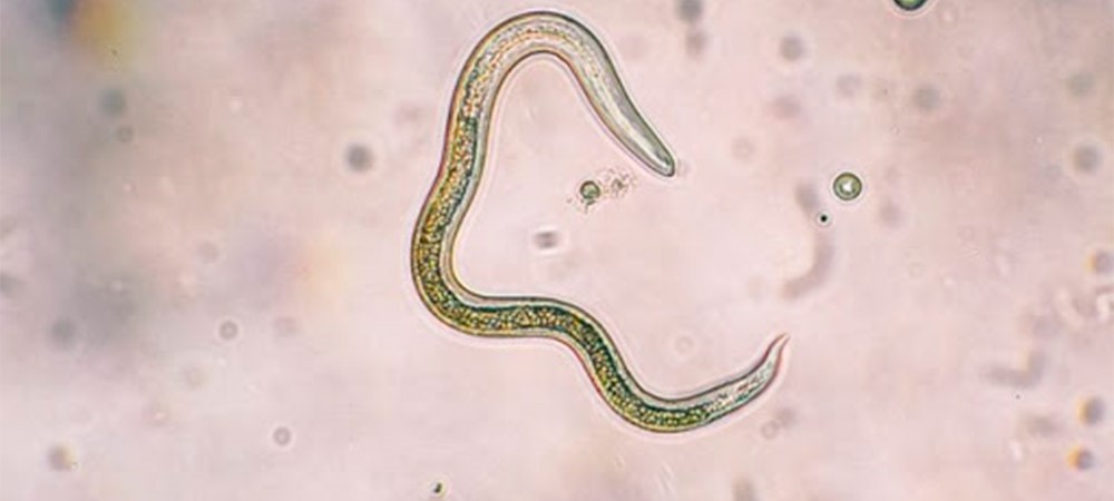 fitonematoides nematoide