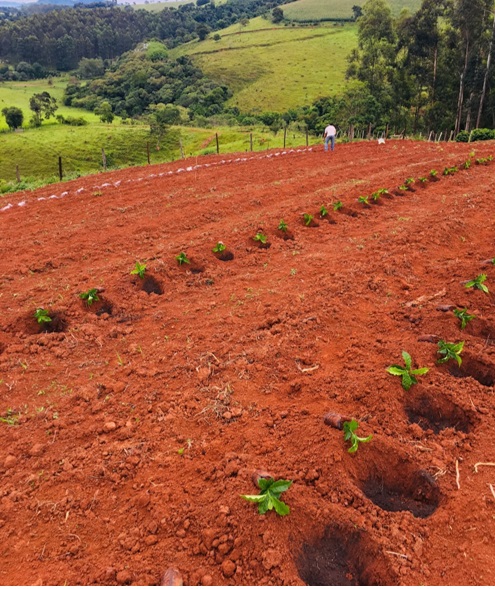 Ventos intensos atingem pontuais áreas de lavouras de café conilon