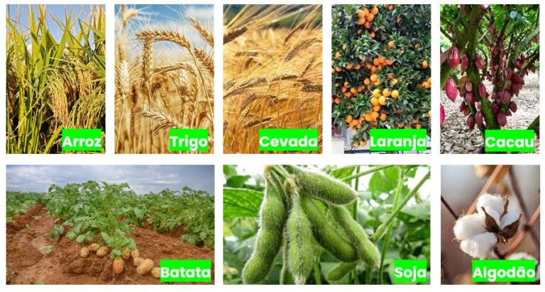 Plantas C3 e a fotorrespiração - Agroadvance