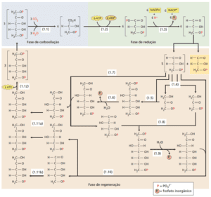 Plantas C3 e a fotorrespiração - Agroadvance