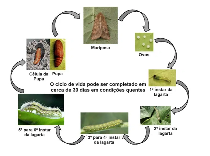 ciclo de vida da lagarta helicoverpa armigera