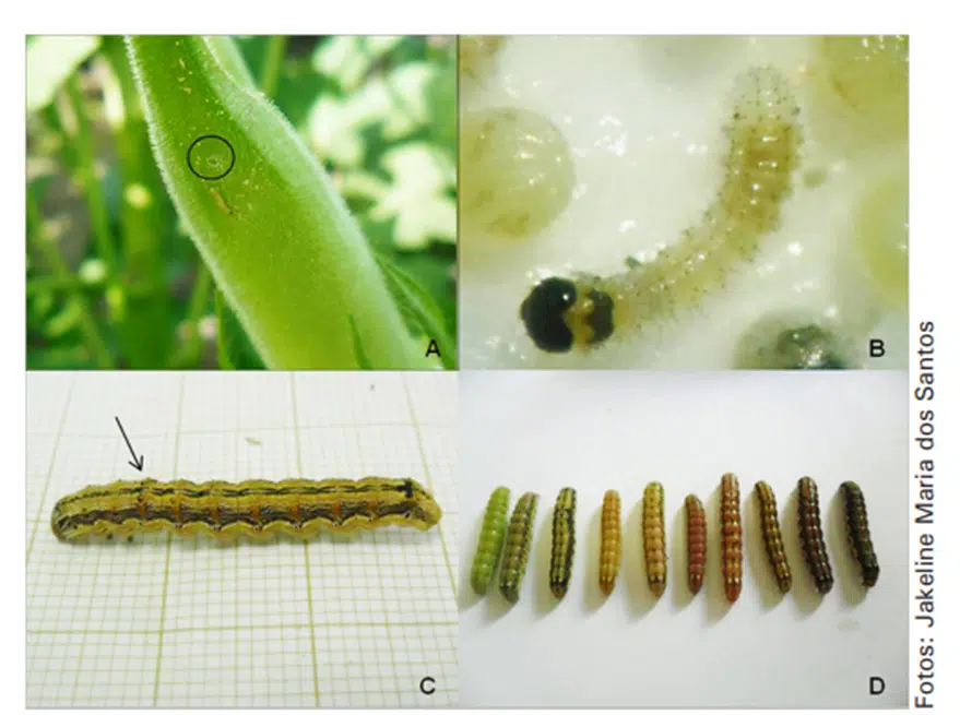 características da Helicoverpa armigera