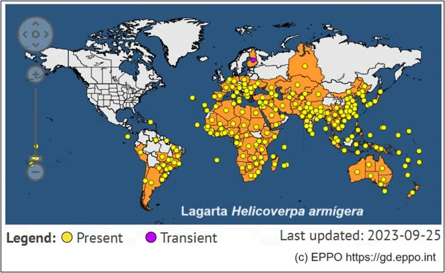 distribuição geográfica da lagarta helicoverpa armigera