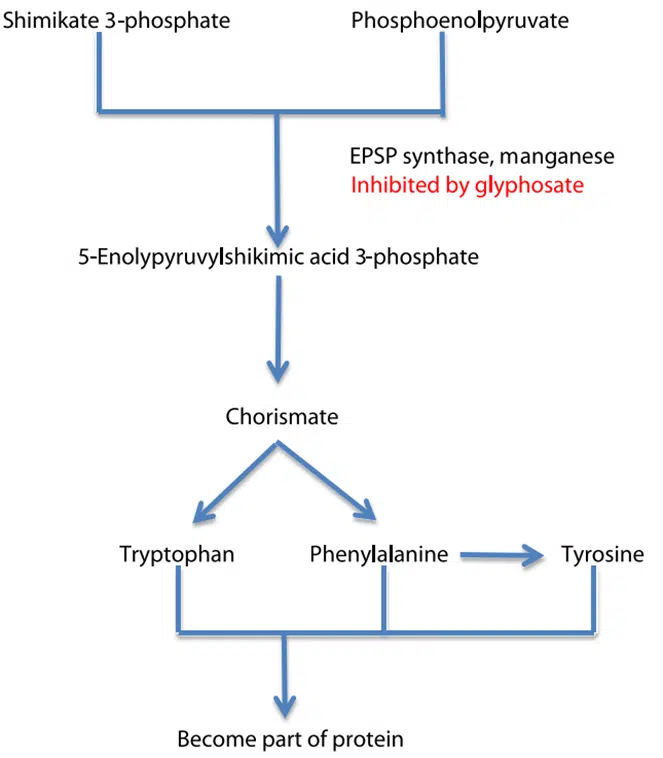 via fotossintética inibida pelo glifosato. enzima epsps mecanismo de ação do glifosato roundap