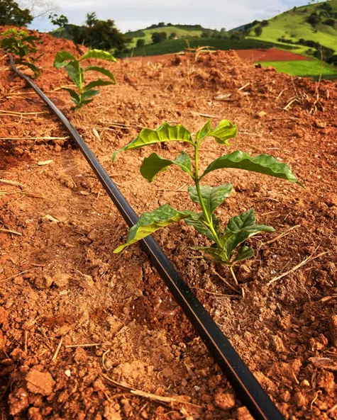 adubo para café recém-plantado