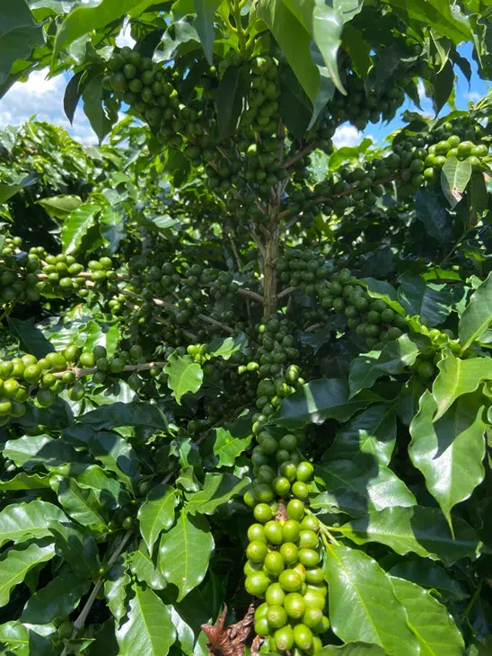 adubo para café em produção