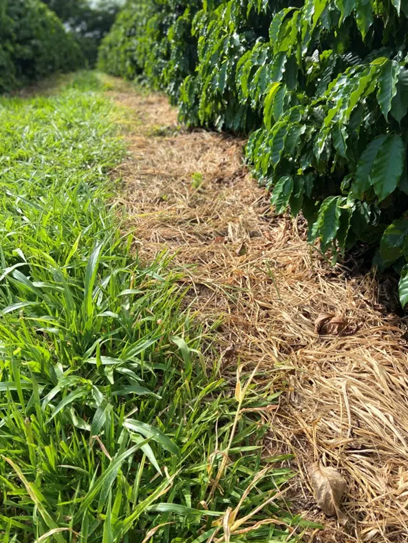 Café em produção em consórcio com a braquiária