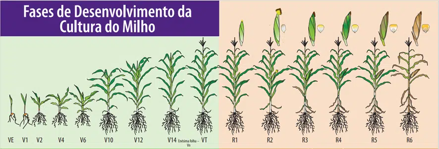 Fenologia do milho fases de desenvolvimento do milho
