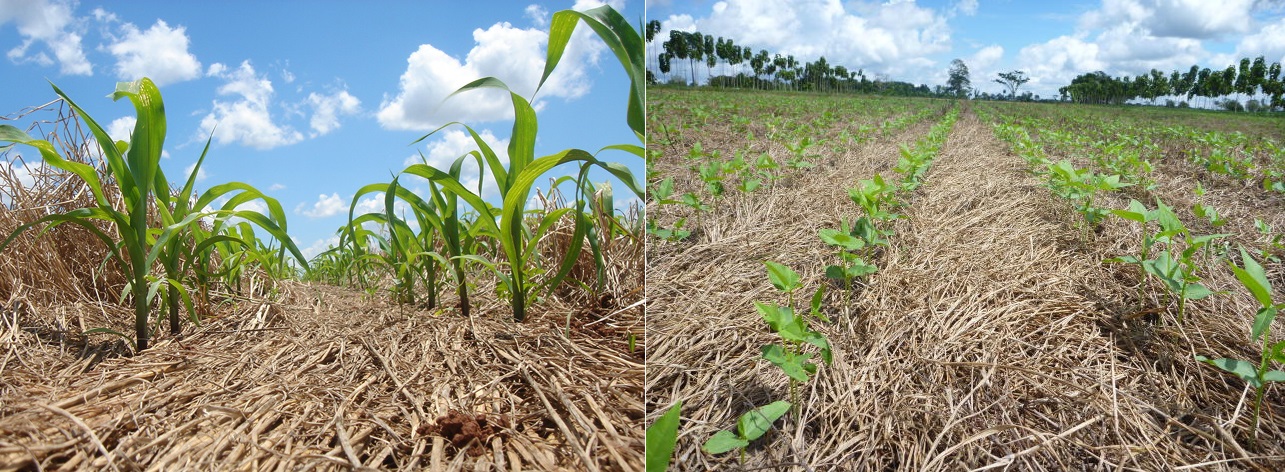 Leia mais sobre o artigo Agricultura sustentável: conheça 10 principais práticas sustentáveis na produção de grãos no Brasil