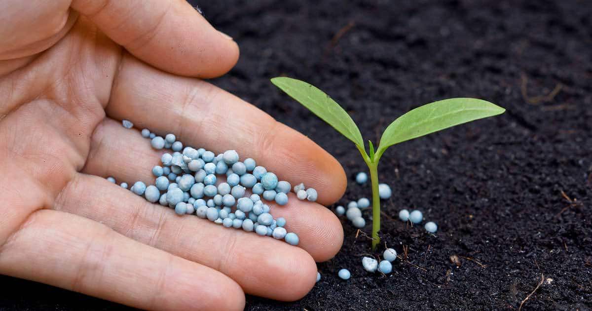 Leia mais sobre o artigo Fertilizantes: O que são, para que servem e quais os tipos?