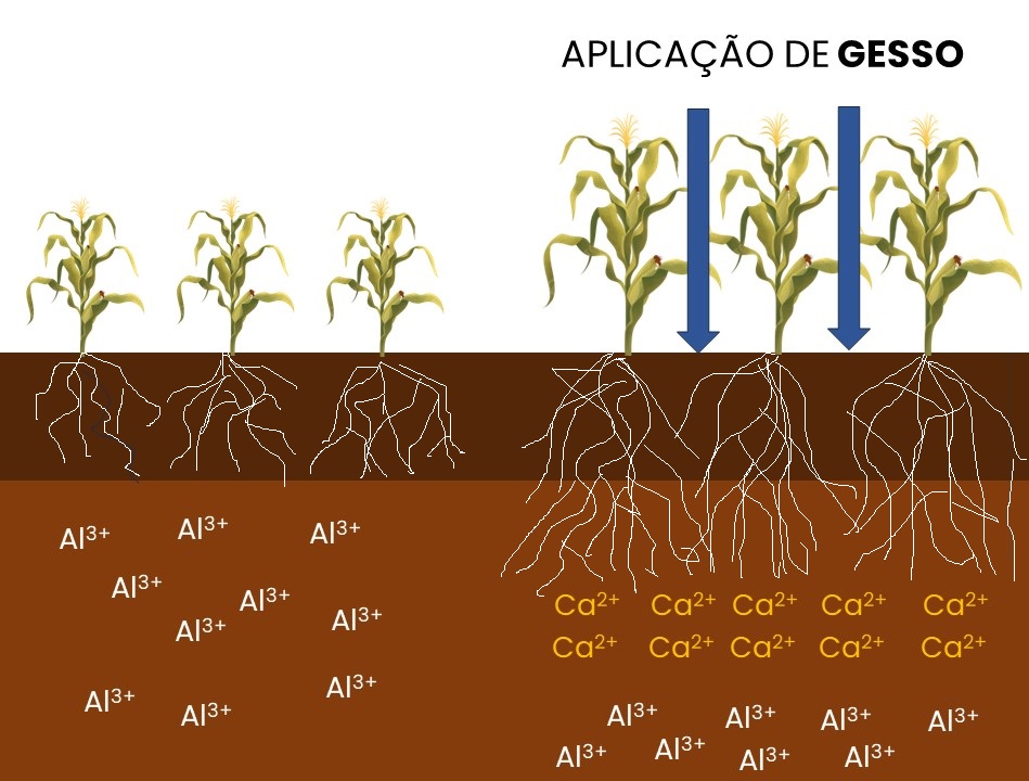 Leia mais sobre o artigo Gesso agrícola como condicionador de solo: como construir um perfil de solo ideal para uma agricultura sustentável?