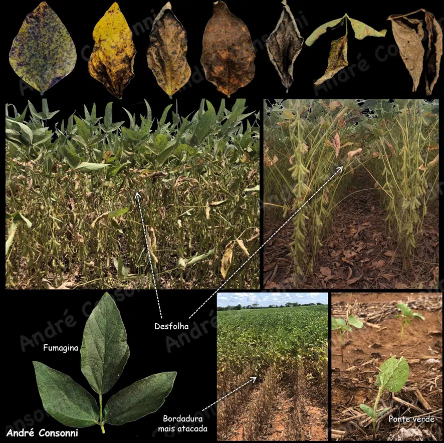 danos da mosca branca em soja