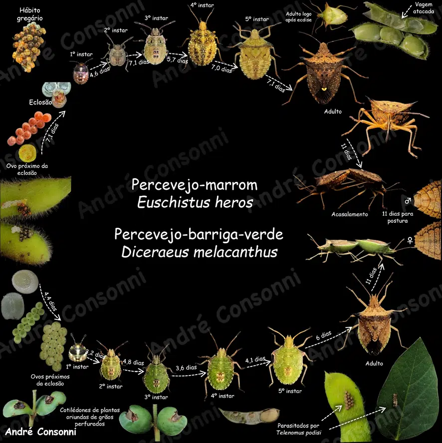 Ciclo de desenvolvimento
fases de desenvolvimento percevejo-marrom (Euschistus heros) e percevejo-barriga0verde (Diceraeus melacanthus)