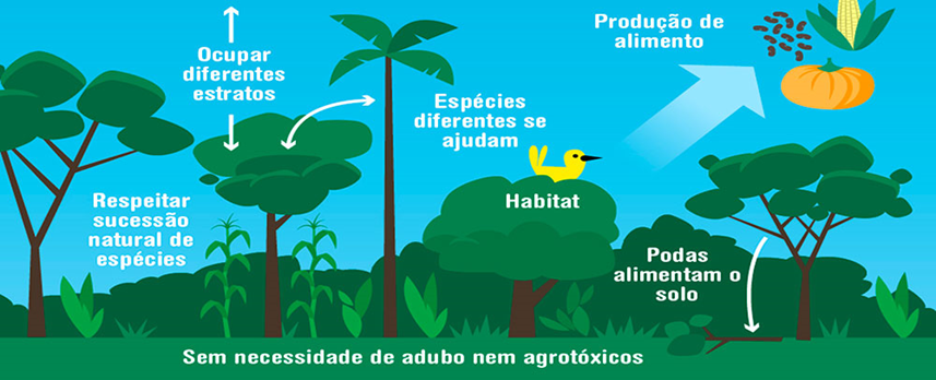 agrofloresta
sistema agroflorestal