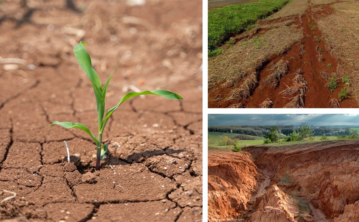 Leia mais sobre o artigo O que é degradação do solo? Conheça suas causas e principais estratégias de recuperação