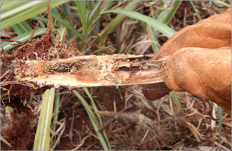 Bicudo da cana dentro do rizoma da planta danos causados pelo shenophorus
