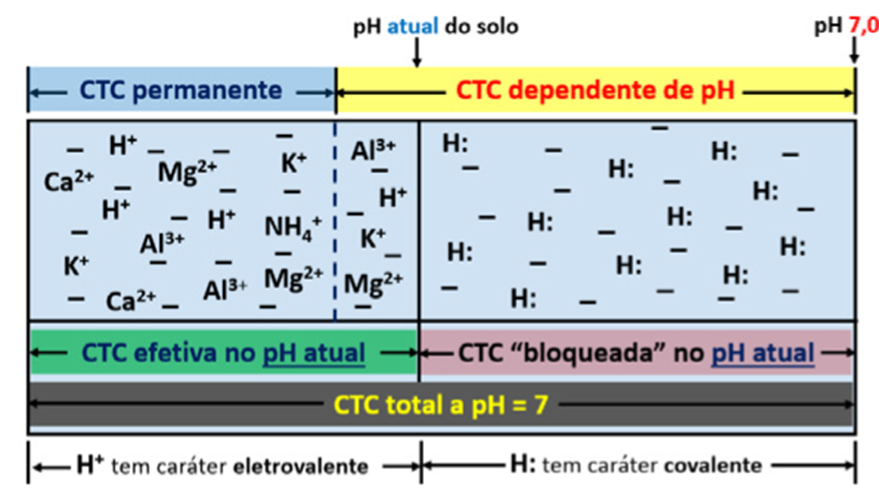 representação esquemática da CTC do solo CTC permanente e CTC dependente de pH