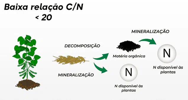 baixa relação c/n mineralização de nitrogênio