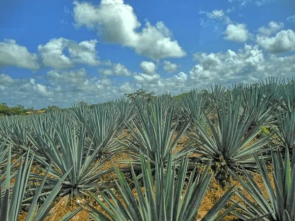 plantação de agave