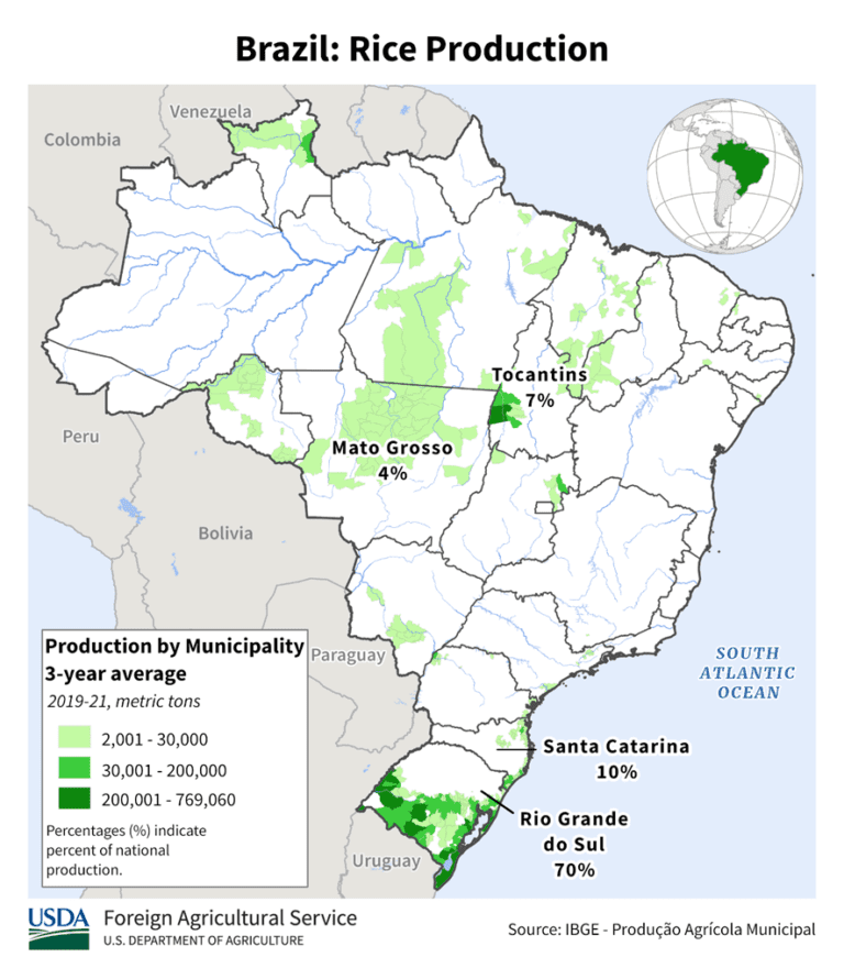 Produção de arroz: maiores produtores de arroz no Brasil e no mundo