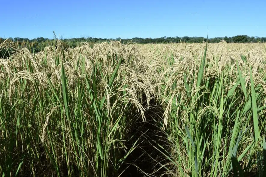 arroz de sequeiro