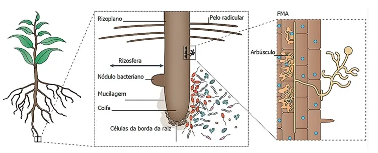 Desenvolvimento e função de micorrizas ou fungos micorrízicos arbusculares