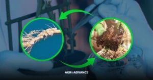 inoculantes para gramíneas inoculantes para milho
