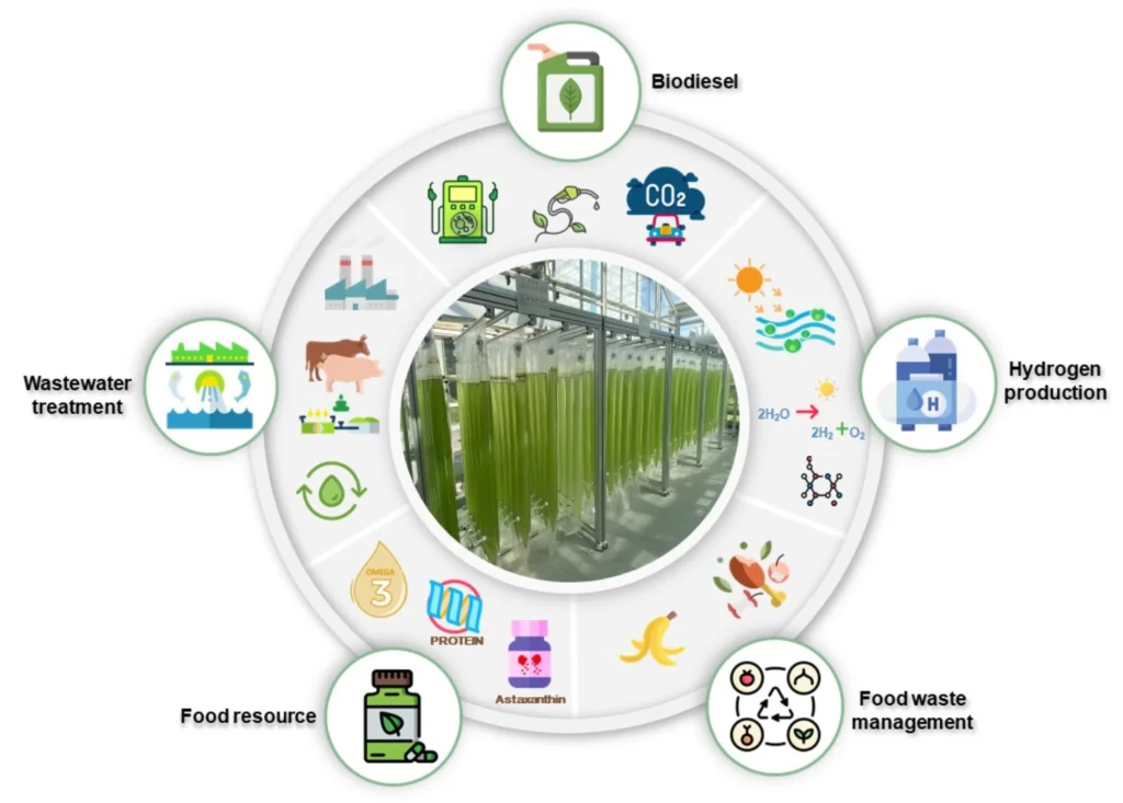 aplicações das microalgas no ambiente