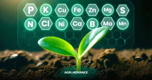 macro e micronutrientes para as plantas