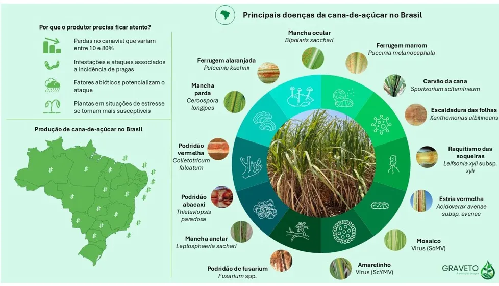 principais doenças da cana