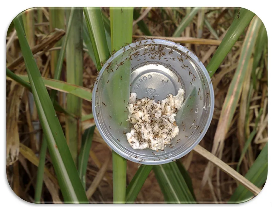 massas de microvespa cotesia flavipes liberadas no campo