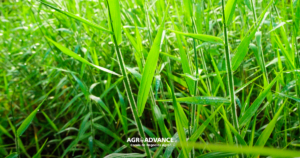 brachiaria braquiária