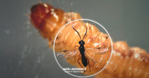 cotesia flavipes