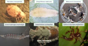 fungos entomopatogênicos