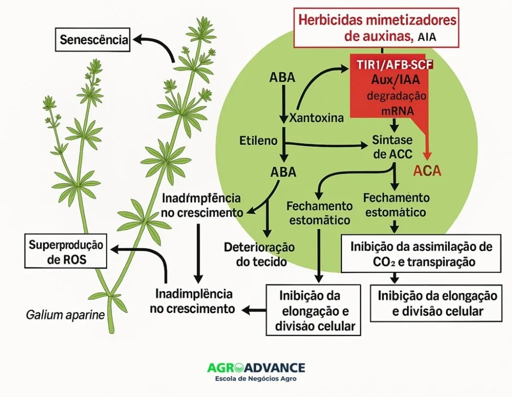 mecanismo de ação dos herbicidas mimetizadores de auxina herbicidas auxínicos
