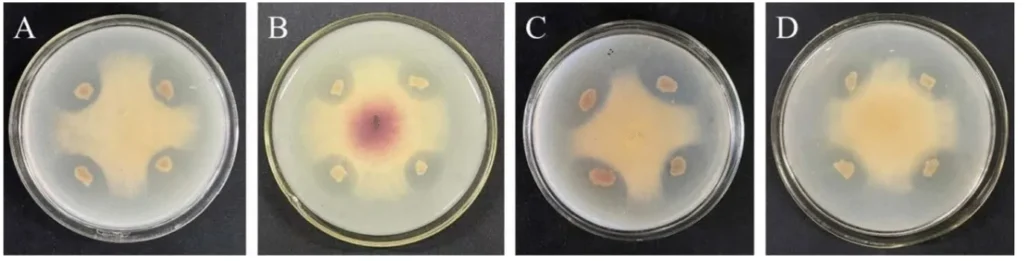 placas de bacillus amyloliquefaciens