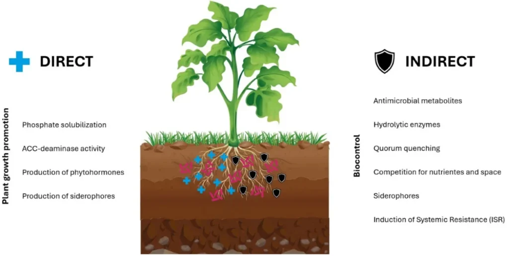 modo de ação do bacillus amyloliquefaciens