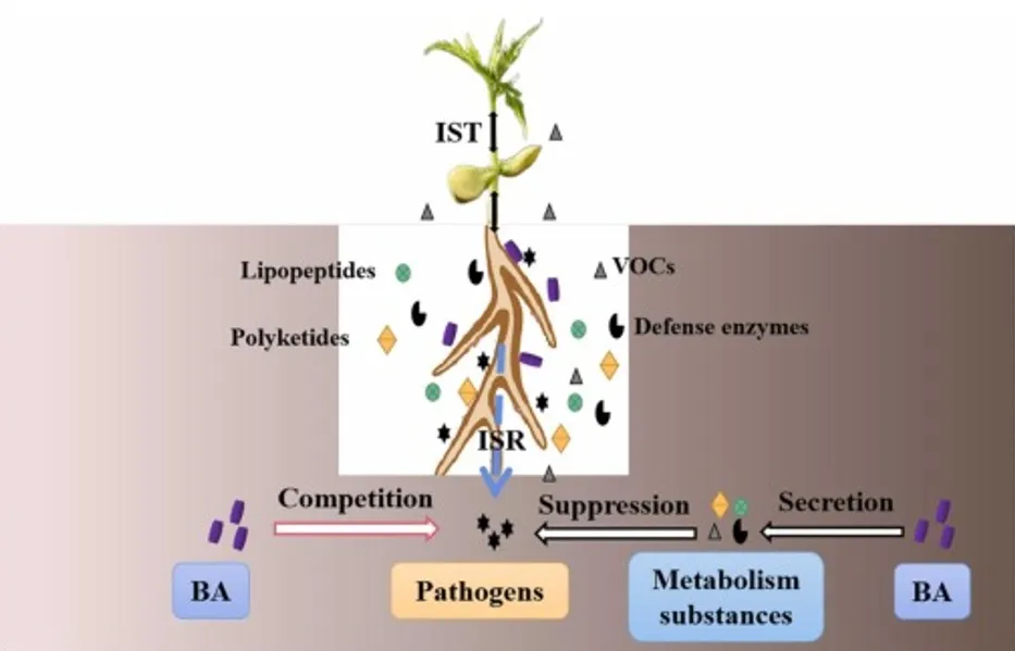 mecanismo de ação de bacillus amyloliquefaciens