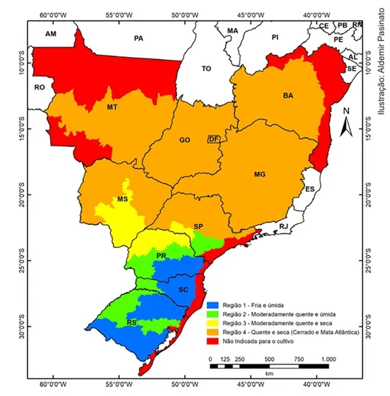 regiões produtoras de trigo no brasil