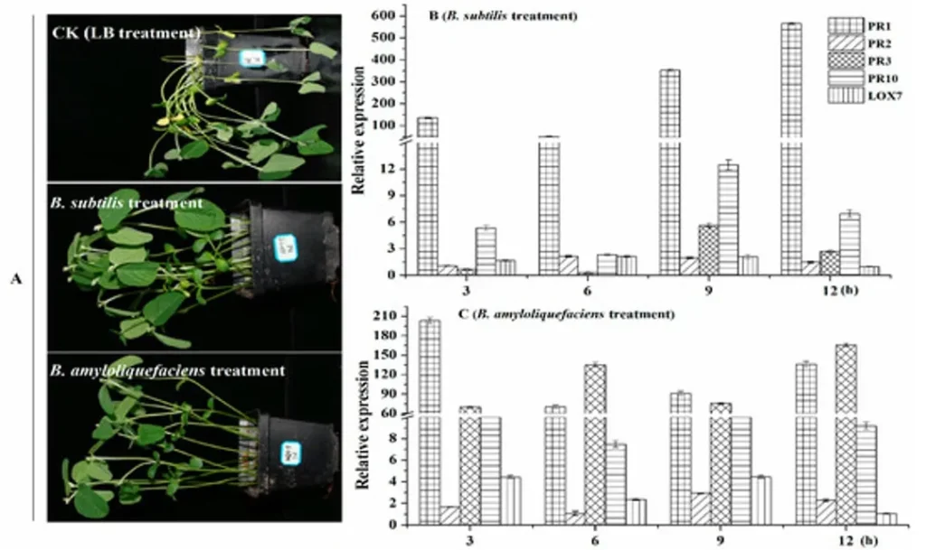 efeito de bacillus no controle de doenças